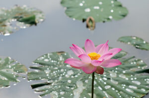 lonely lotus flower in flooding garden